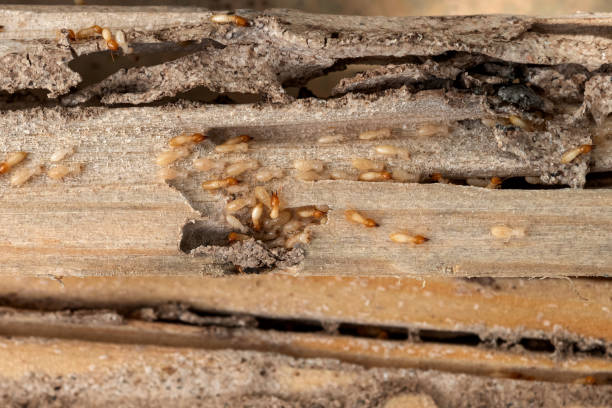 Best Affordable Pest Control Services  in Pioneer, OH